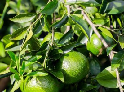 从一颗柑到“软黄金”：外籍网络达人感受侨乡江门产业新篇