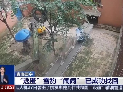 出逃雪豹“闹闹”被成功救回，搜寻过程曝光
