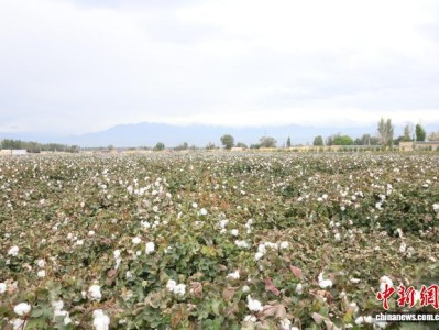 （砥砺奋进七十载天山南北谱华章）新疆精河：万亩棉田如何种下“稳稳的幸福”？