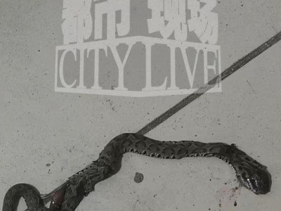 装修工人梦中突感凉意，感觉有动物爬过，打死后发现竟是一条蛇