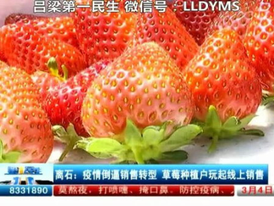 草莓在线观看,甜蜜滋味，浪漫邂逅